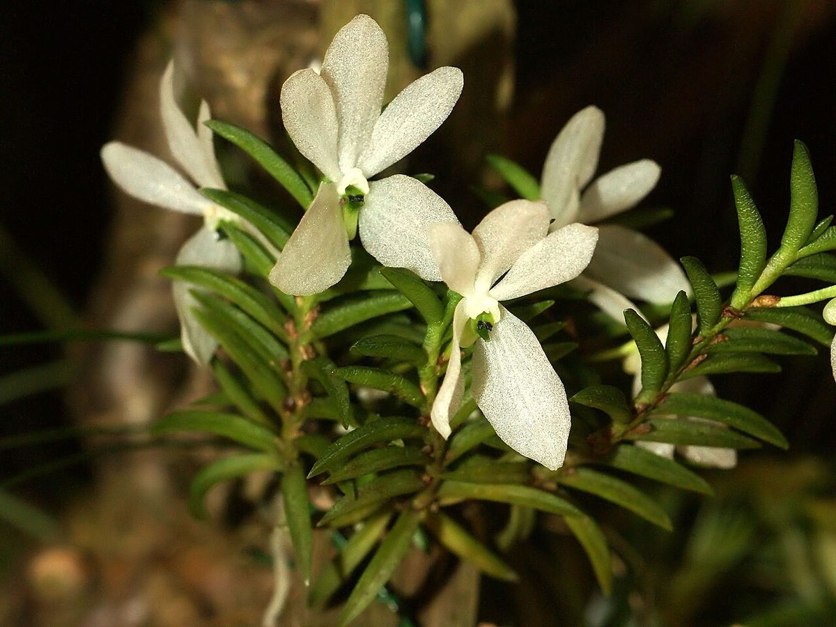 Trichoglottis biglandulosa