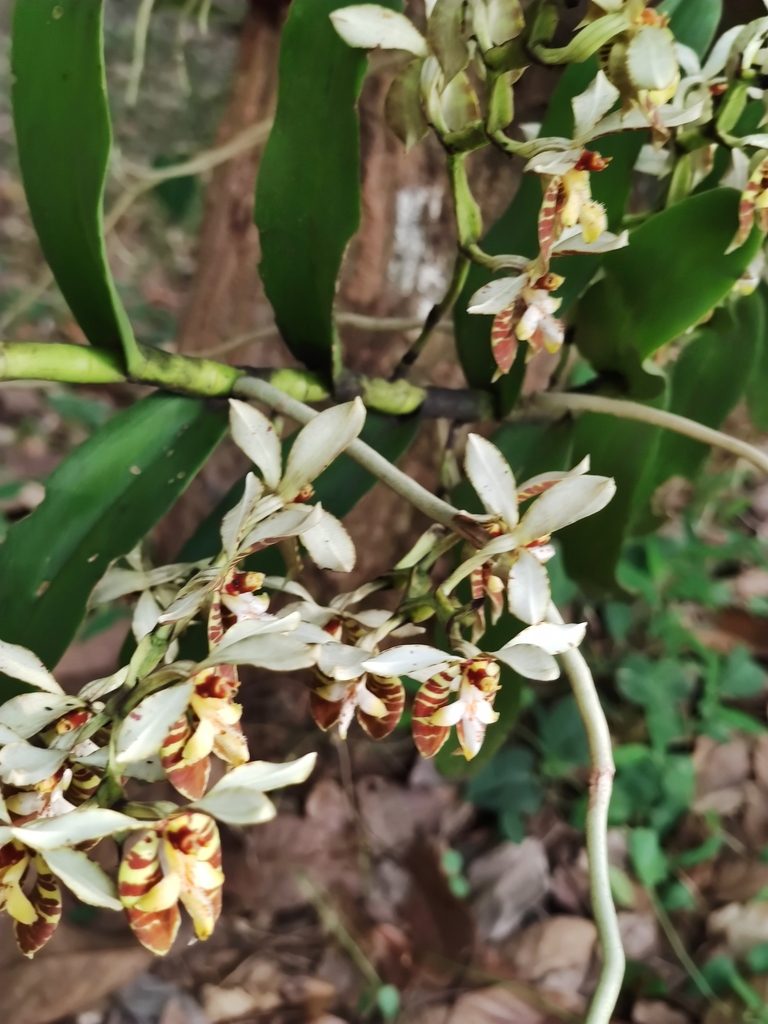 Trichoglottis fasciata