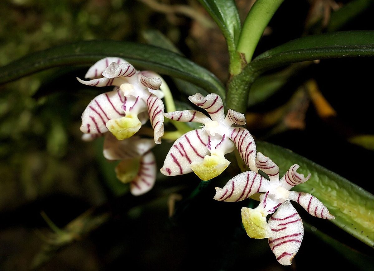Trichoglottis pusilla