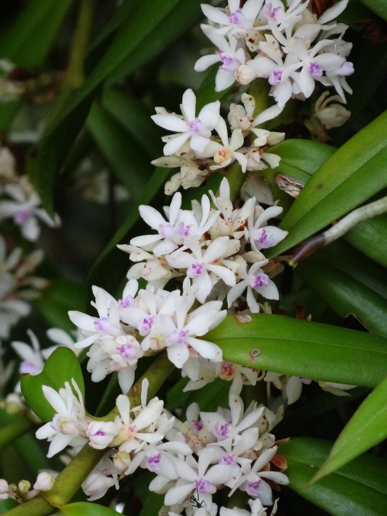 Trichoglottis rosea