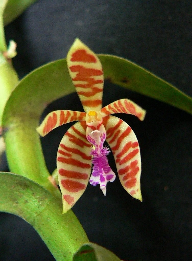 Trichoglottis smithii