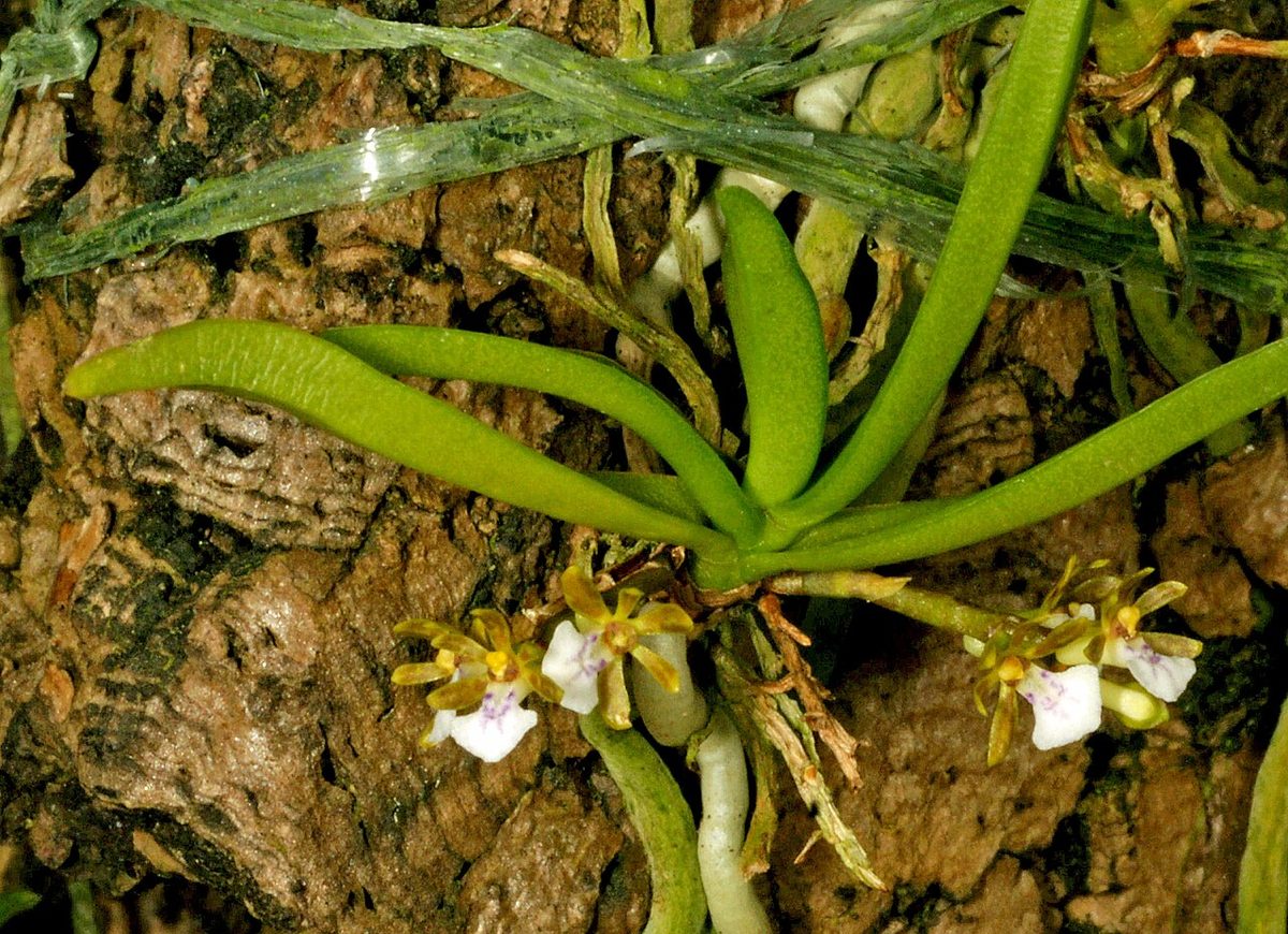 Trichoglottis triflora
