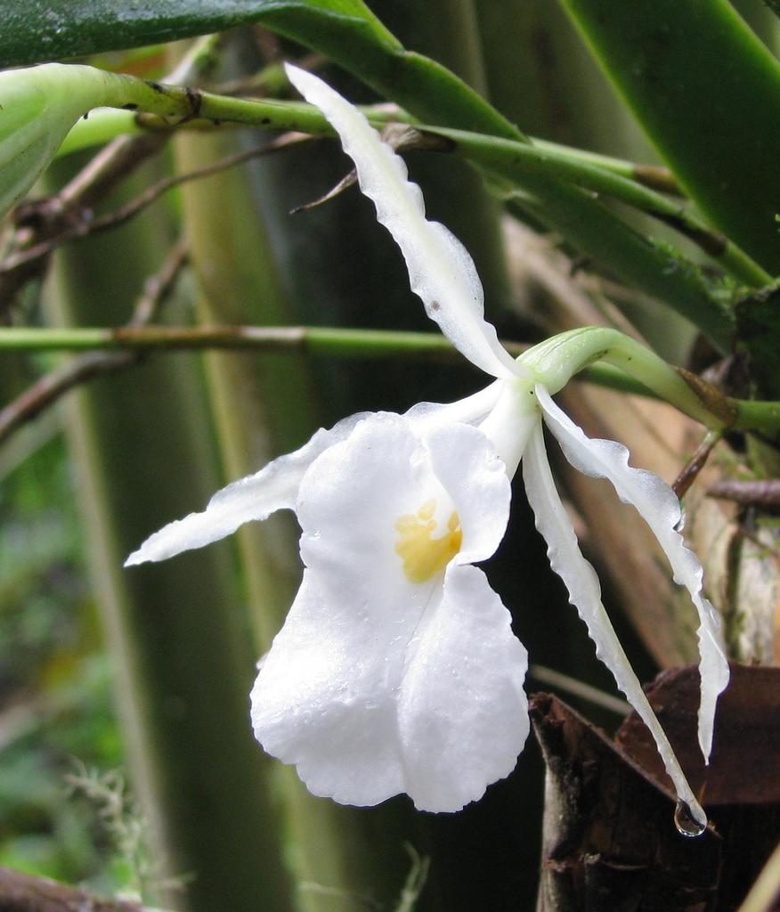 Trichopilia