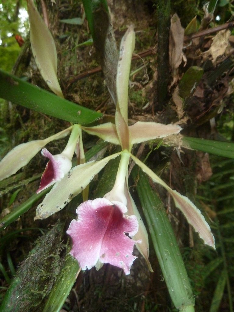 Trichopilia marginata