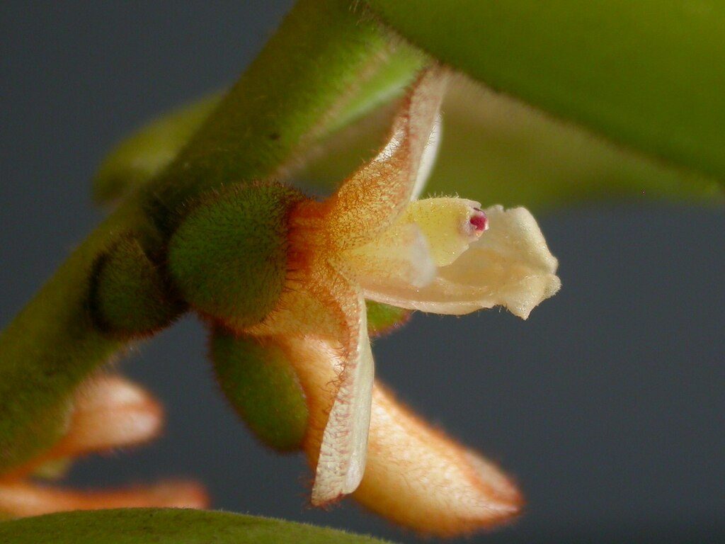 Trichotosia