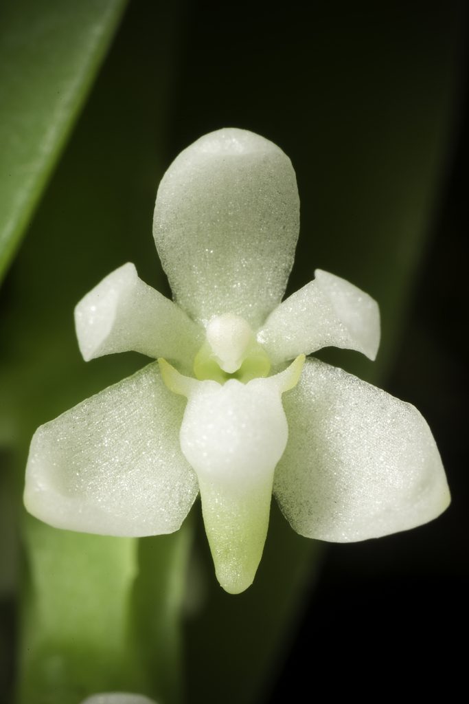 Tuberolabium