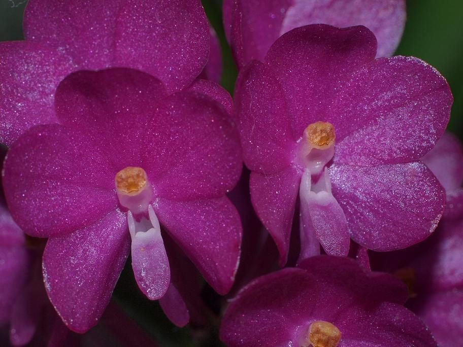Vanda ampullacea