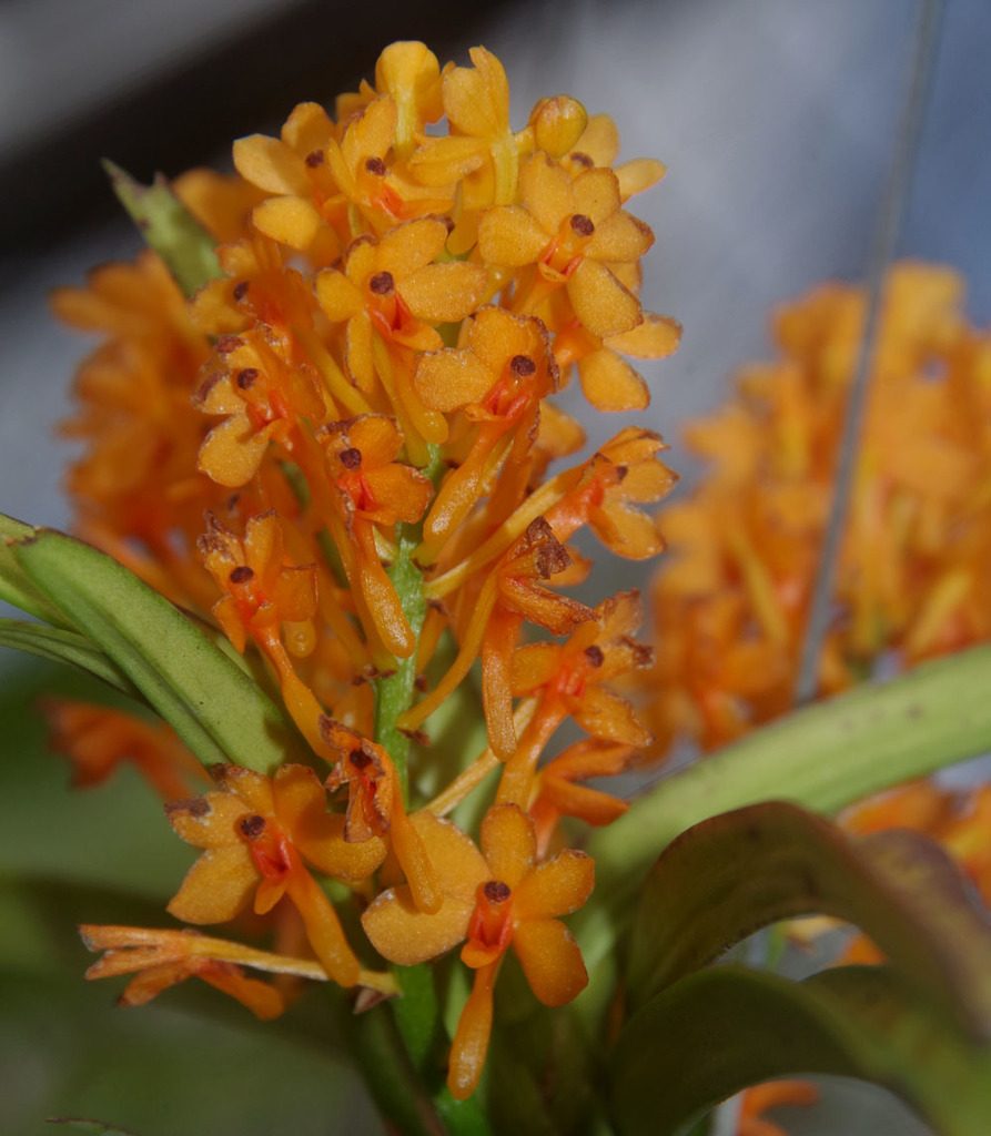 Vanda aurantiaca