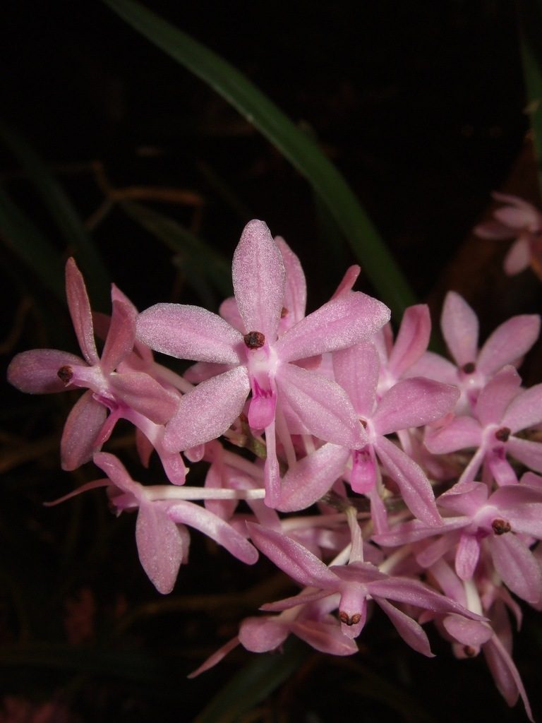 Vanda christensoniana