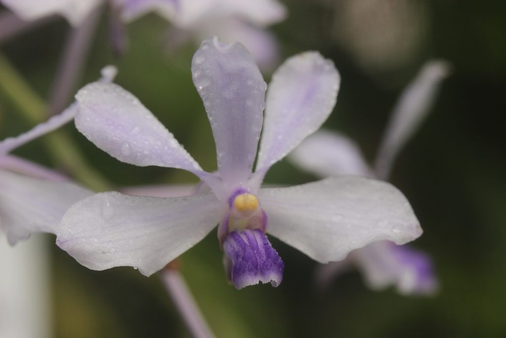 Vanda coerulescens