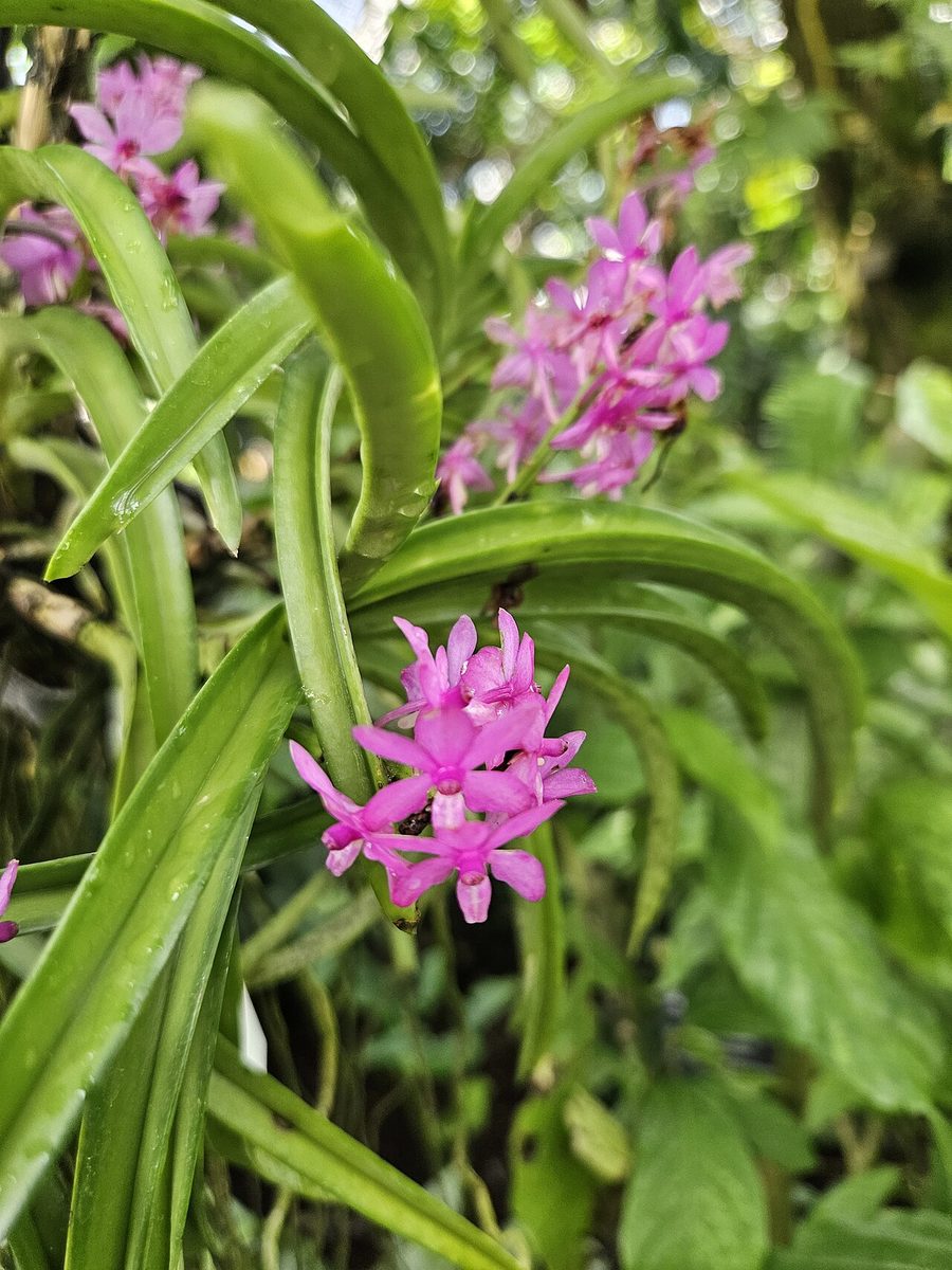 Vanda curvifolia