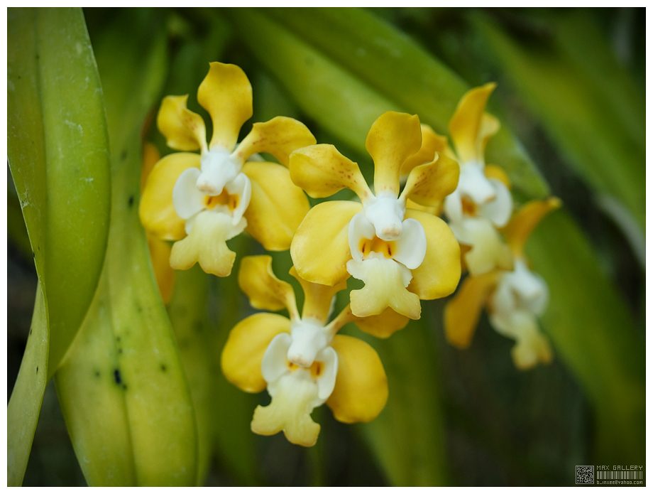 Vanda denisoniana