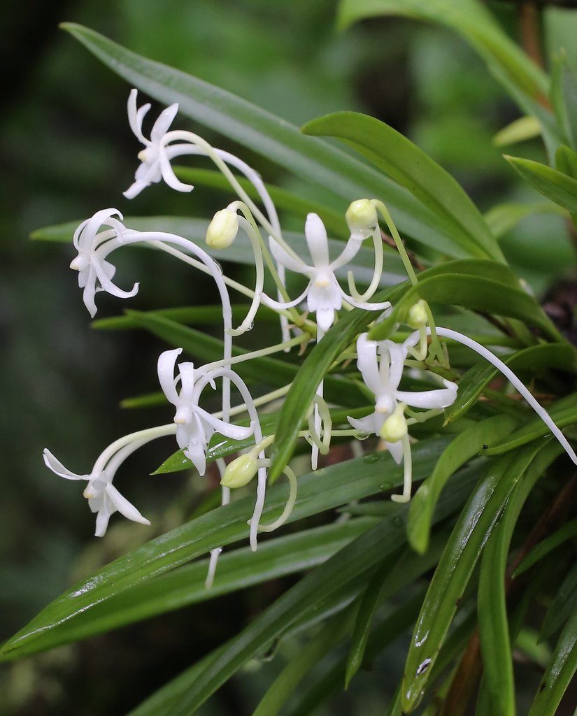 Vanda falcata