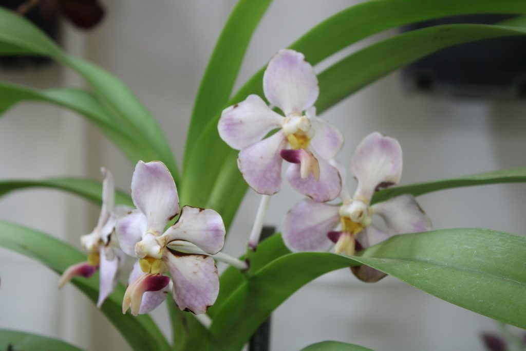 Vanda foetida