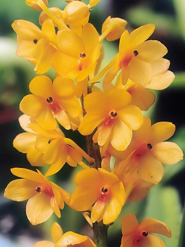 Vanda garayi