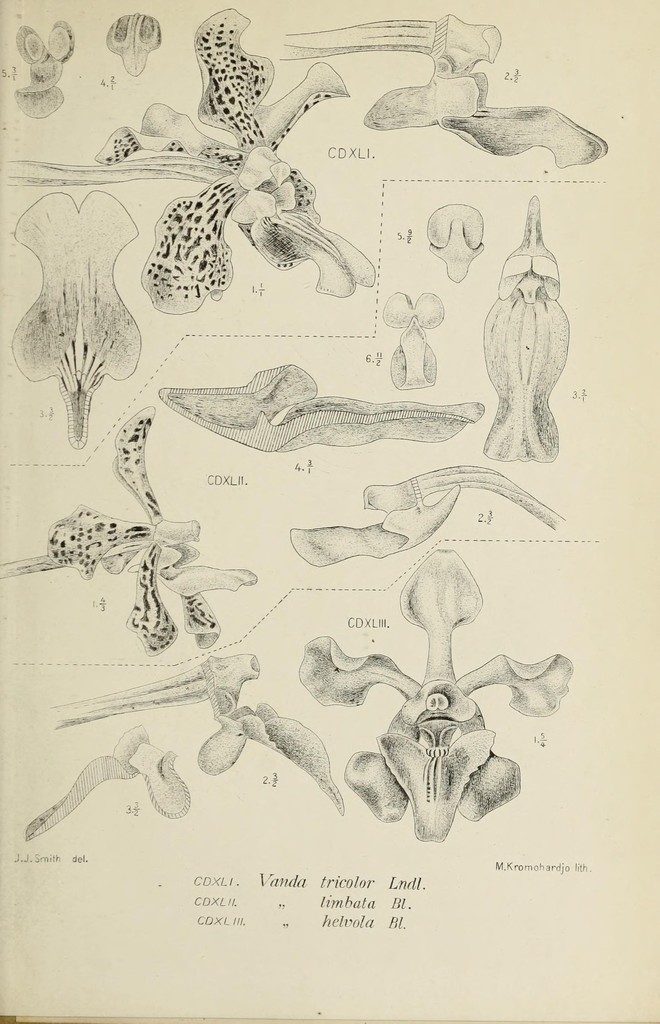 Vanda helvola
