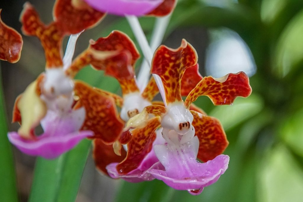 Vanda insignis