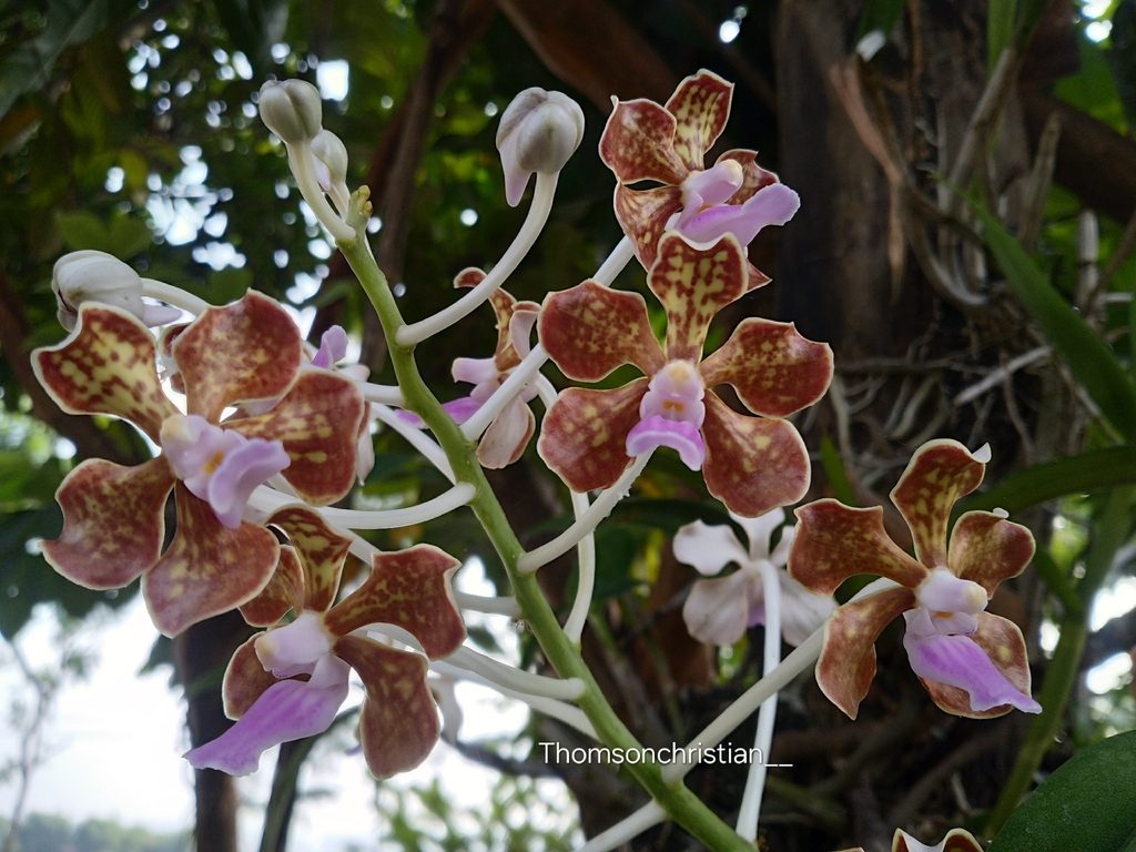 Vanda limbata