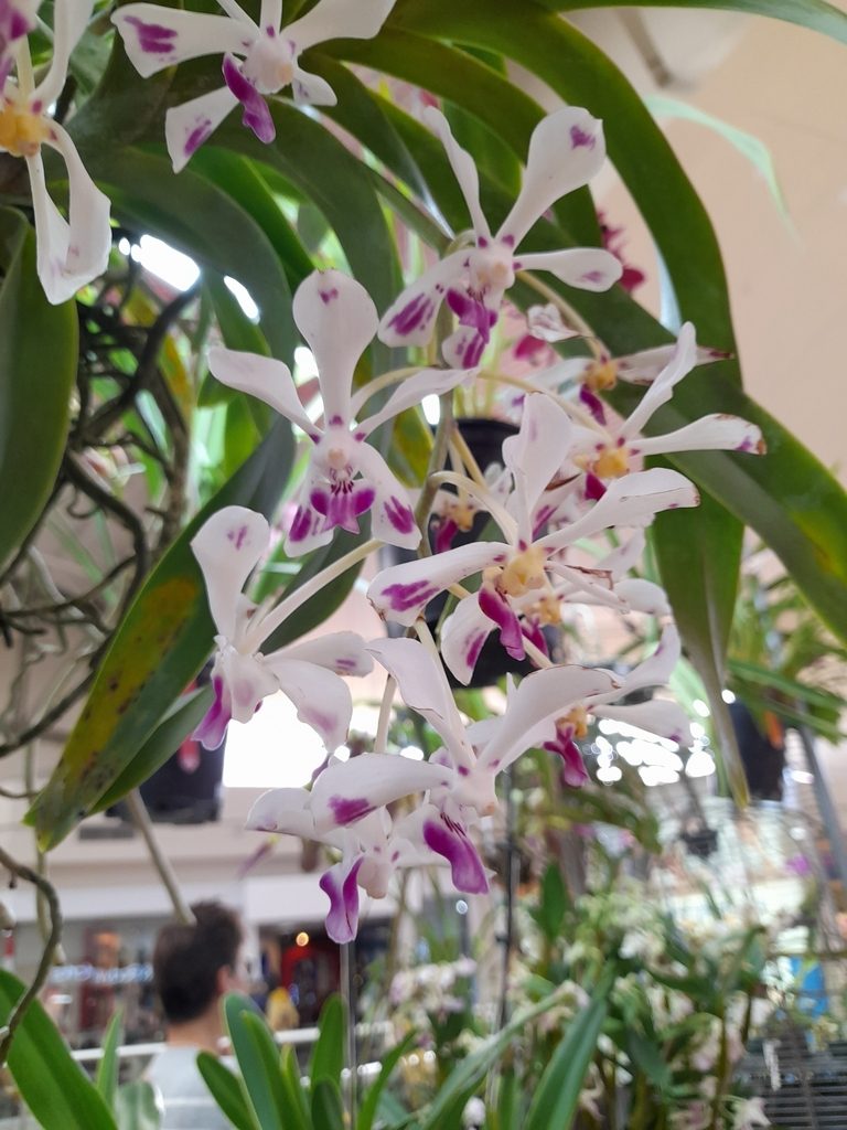 Vanda luzonica