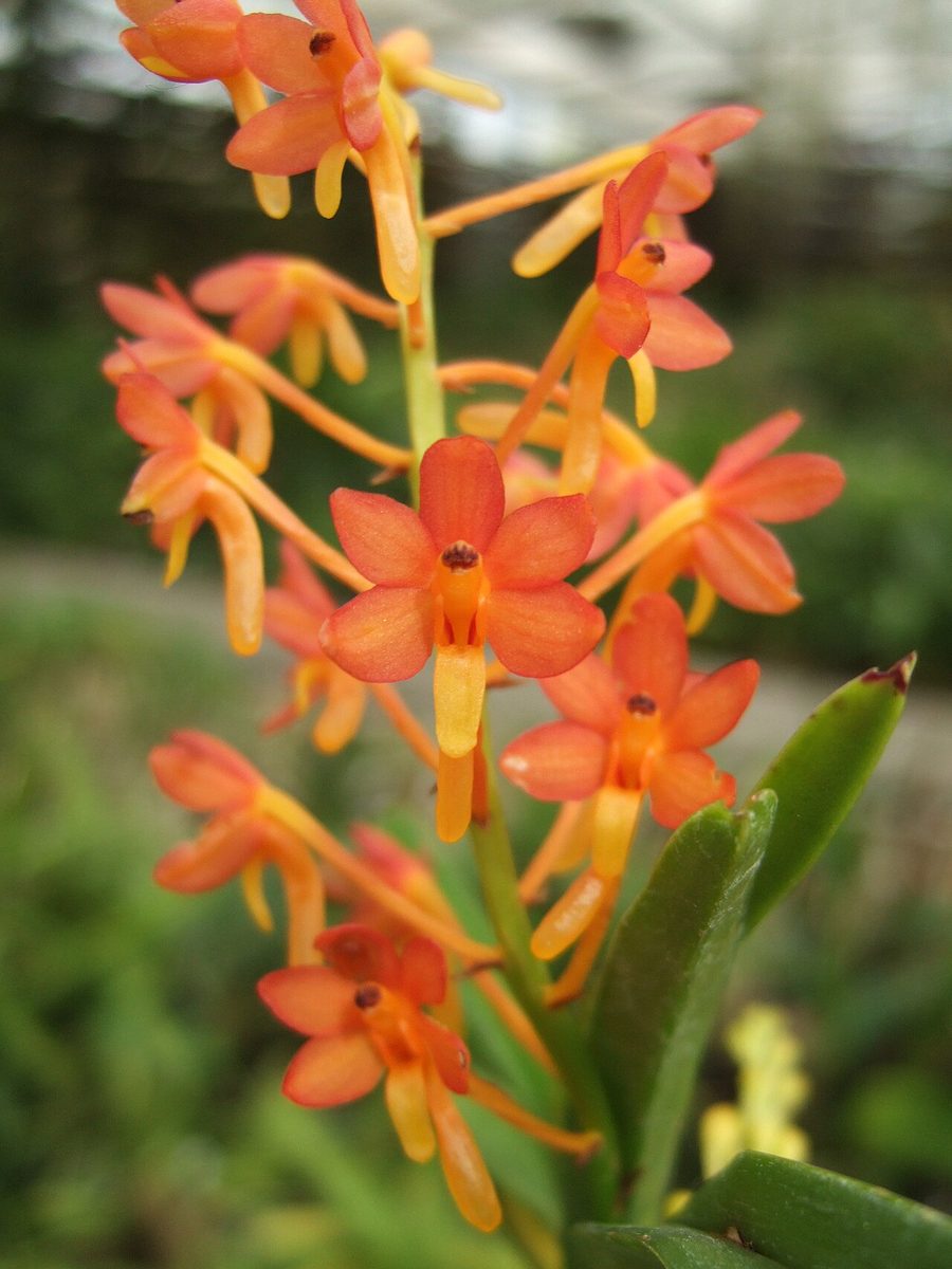 Vanda miniata