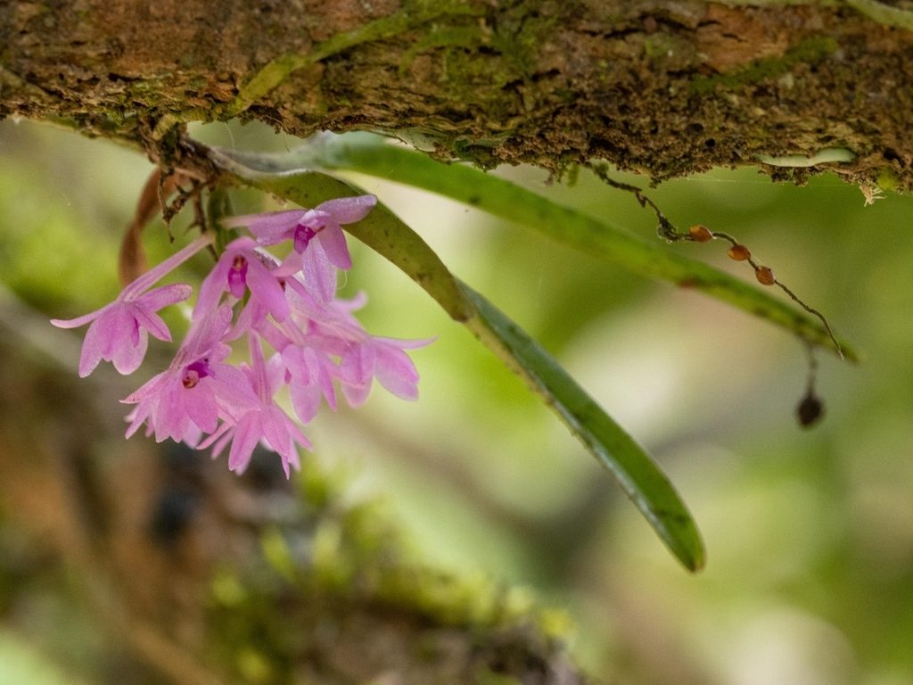 Vanda nana