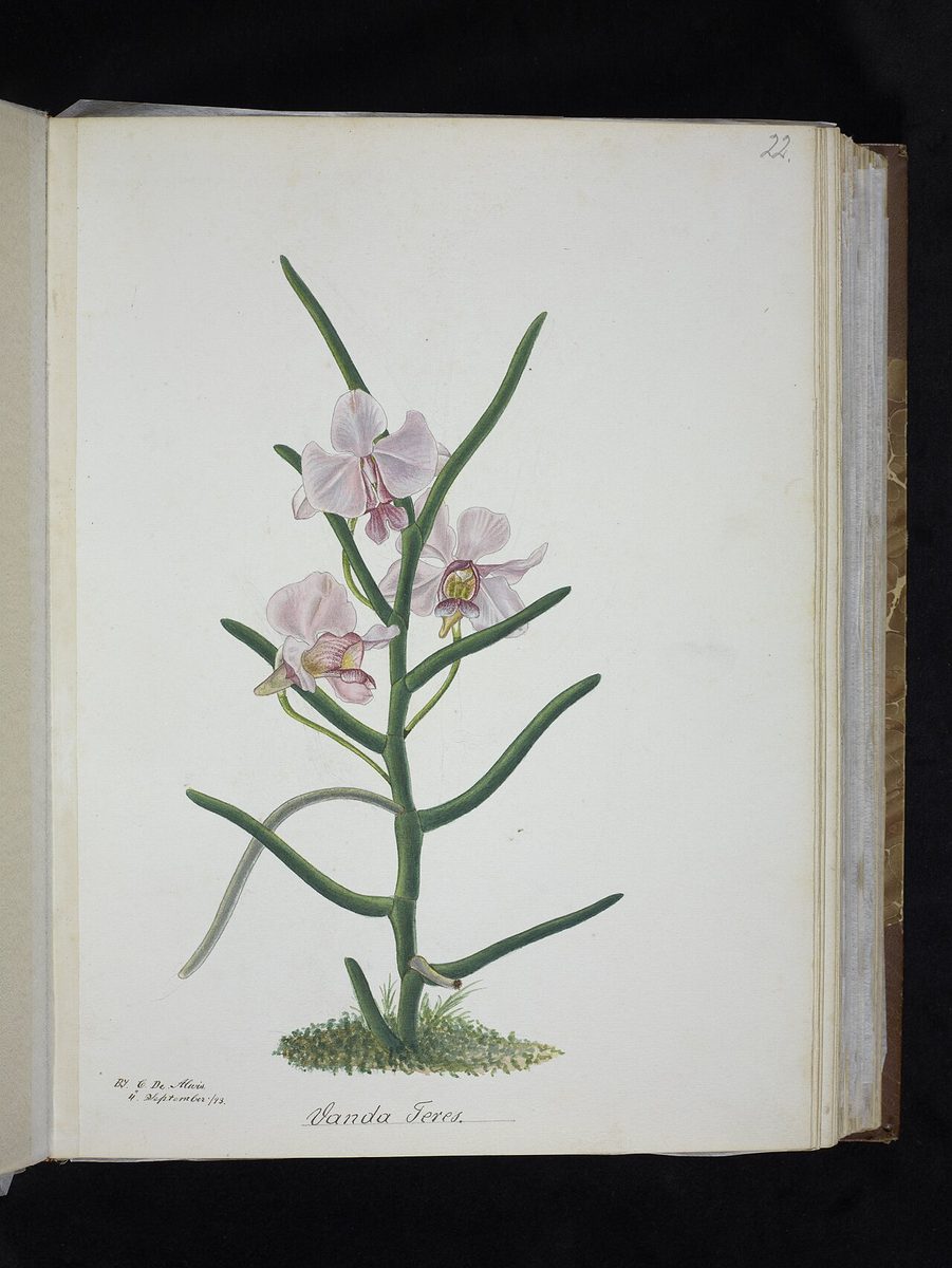 Vanda teres
