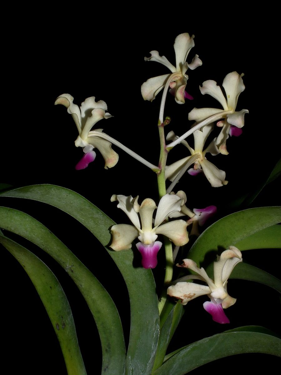 Vanda ustii