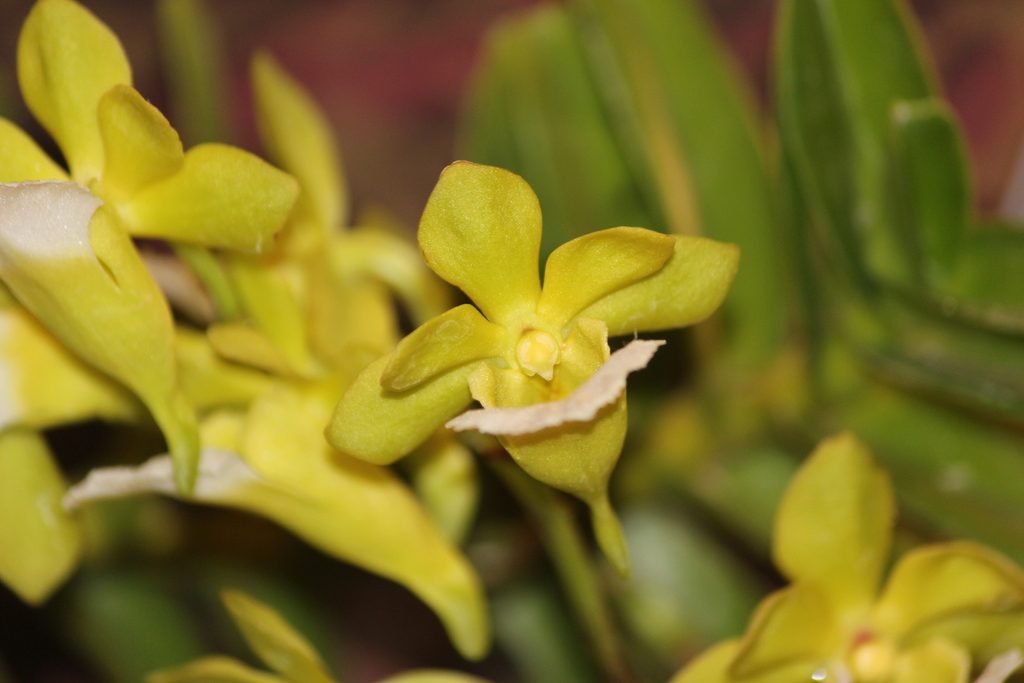 Vanda vietnamica