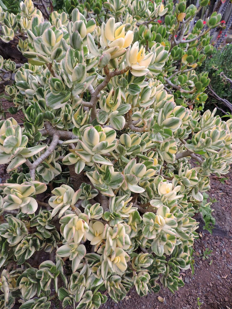Variegata