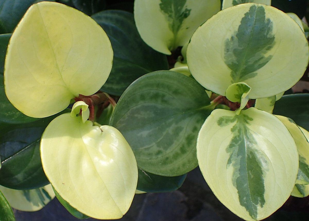 Variegata