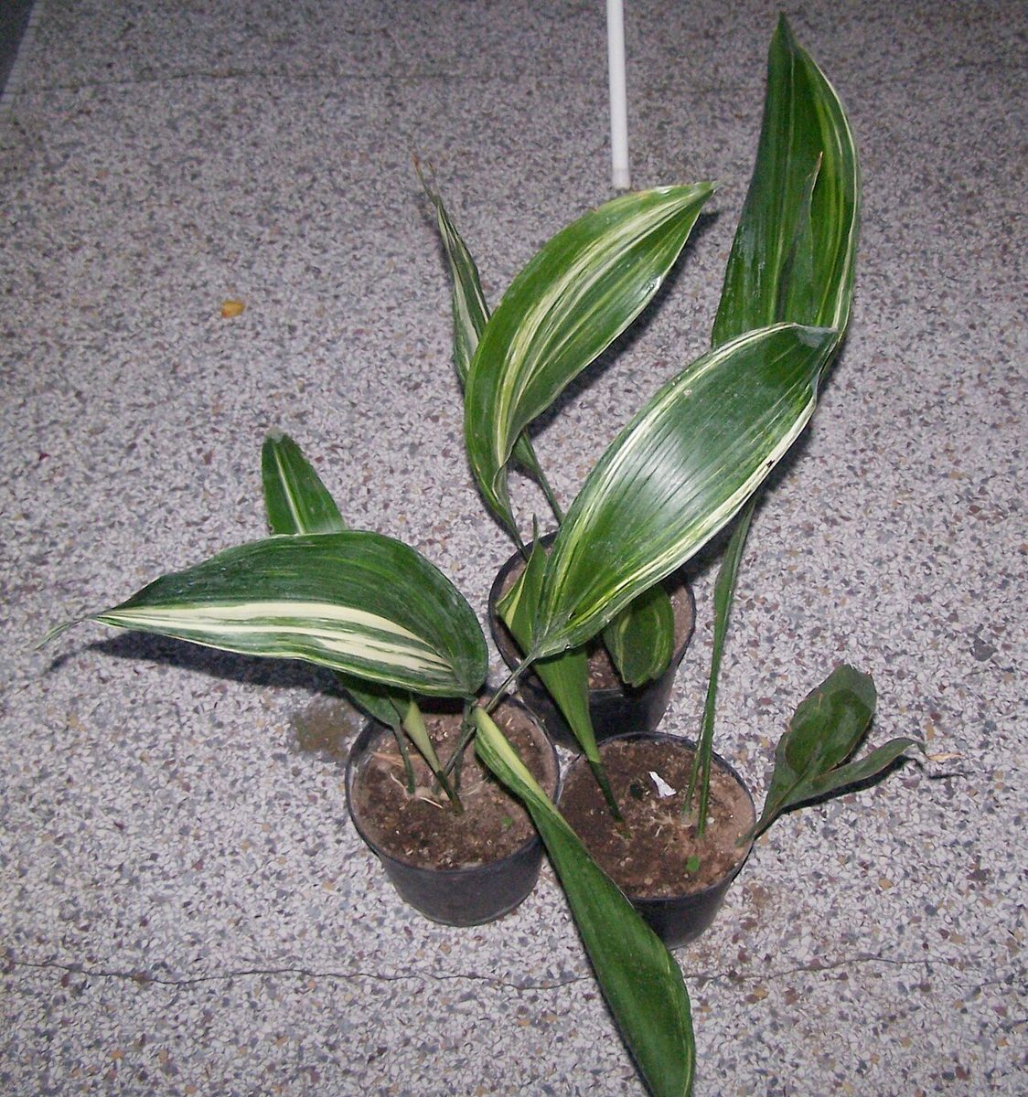 Variegata