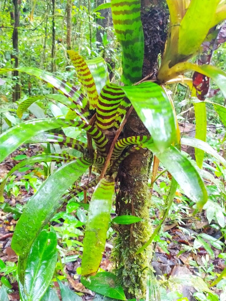 Vriesea