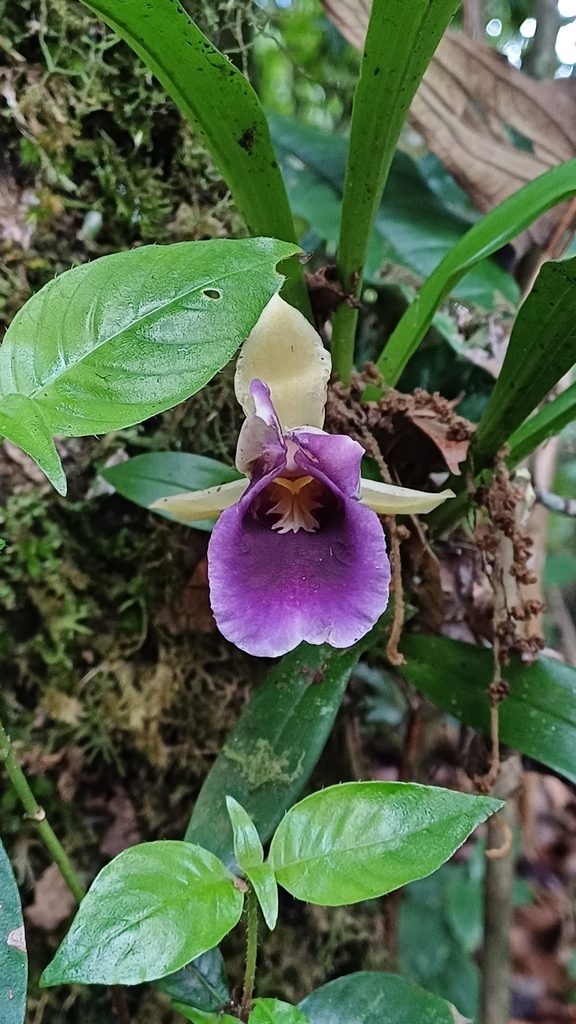 Warczewiczella discolor