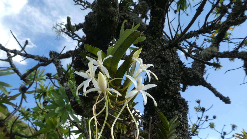 Ypsilopus