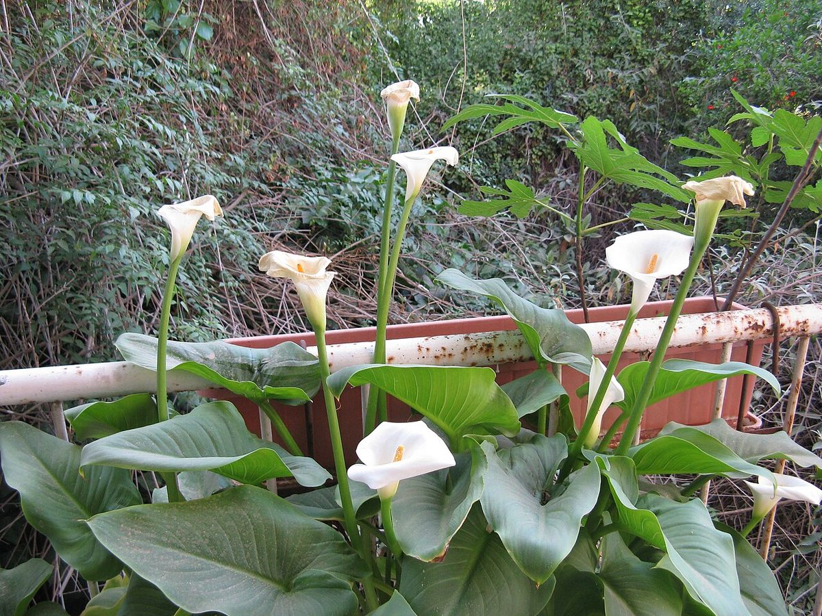 Zantedeschia