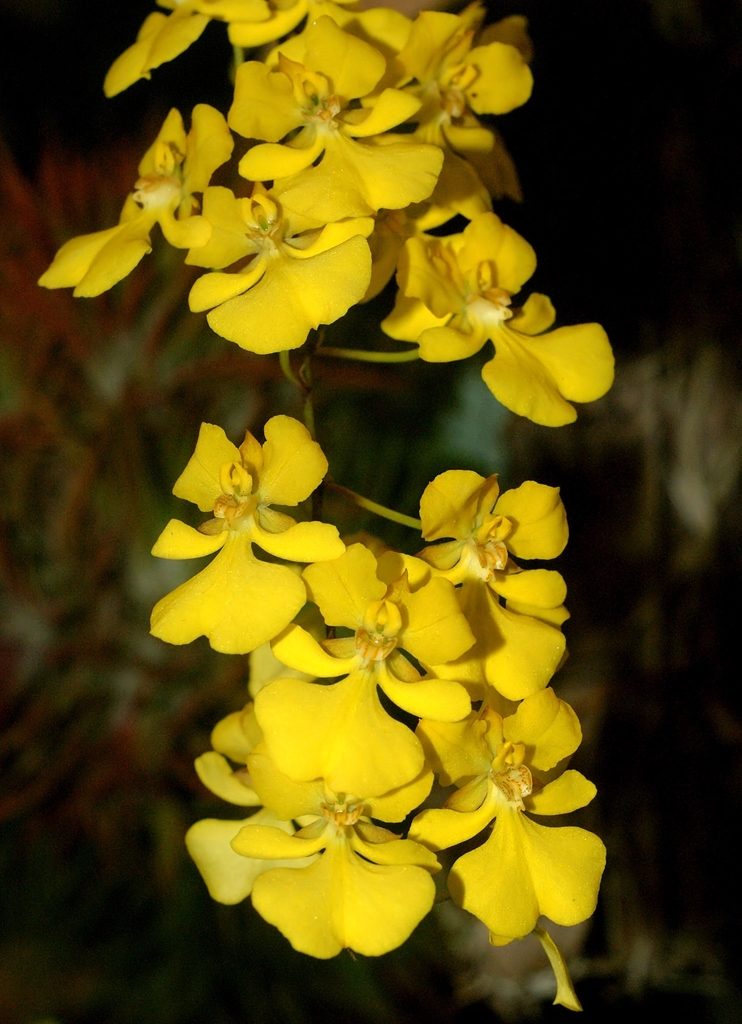 Zelenkocidium Kukoo