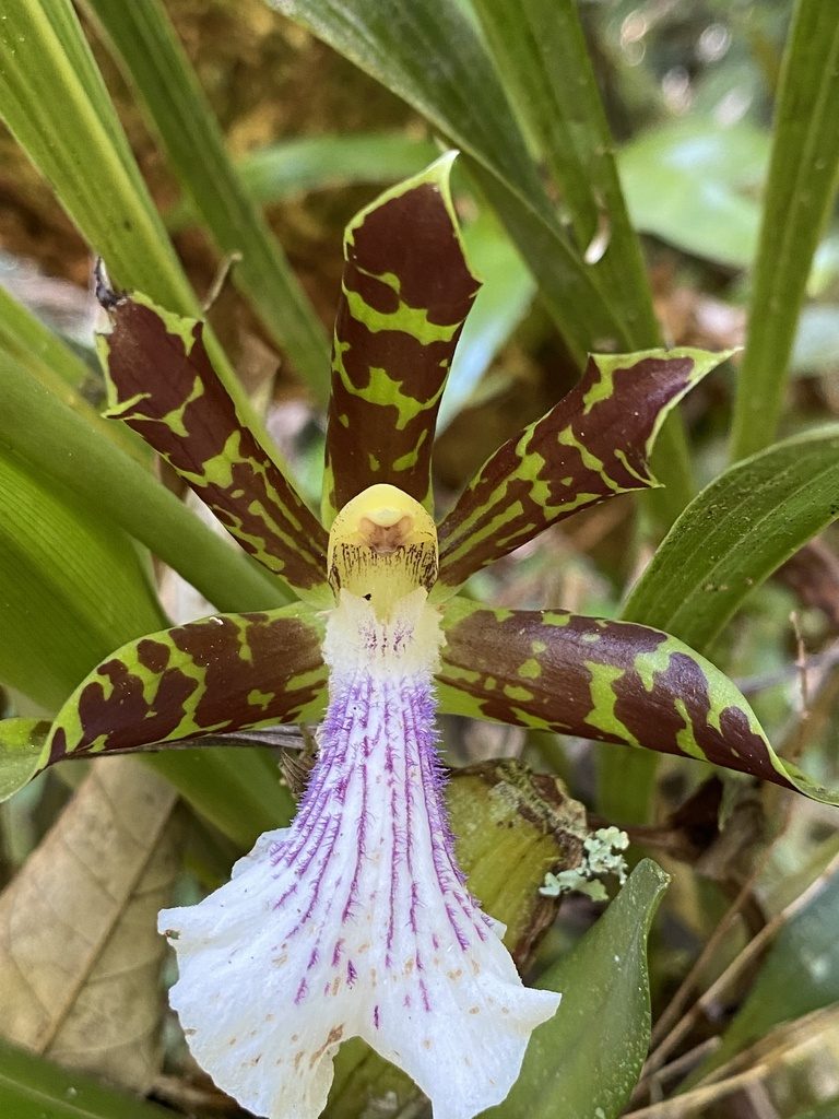 Zygopetalum crinitum
