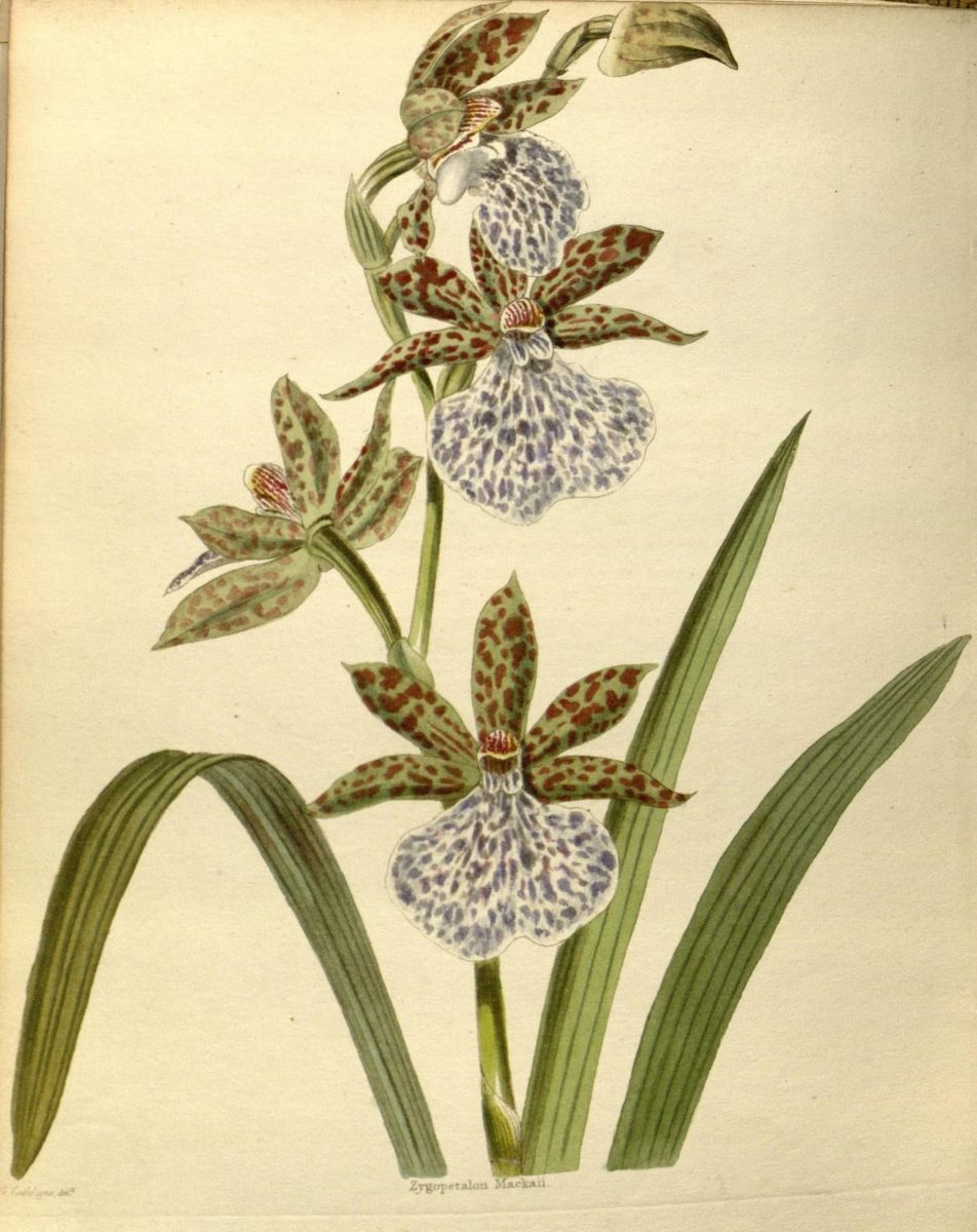 Zygopetalum intermedium