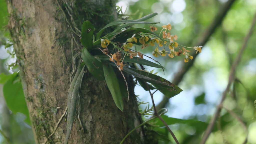Zygostates lunata