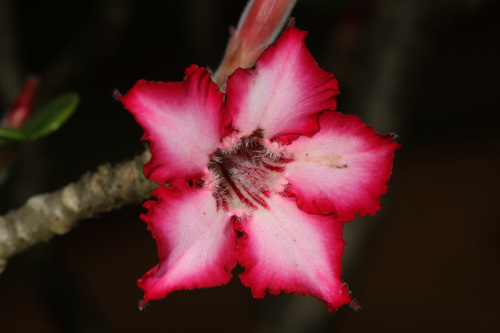 Adenium