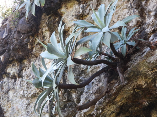Agave attenuata
