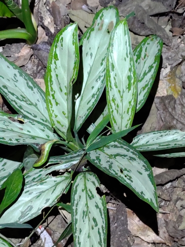 Aglaonema