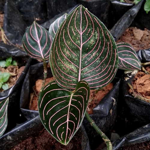 Aglaonema rotundum