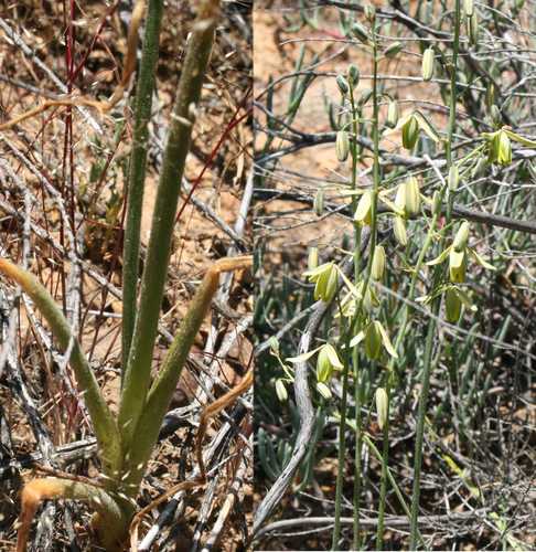 Albuca namaquensis