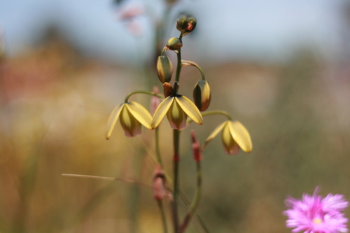 Albuca