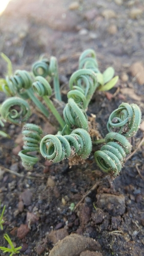 Albuca spiralis