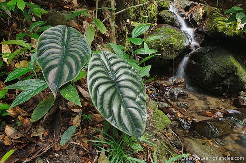 Alocasia cuprea