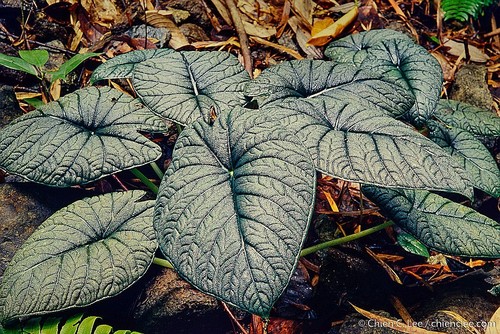Alocasia melo