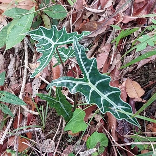 Alocasia sanderiana