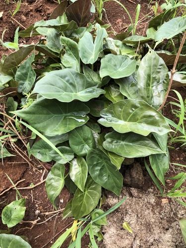 Alocasia wentii